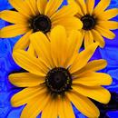 APK Beautiful flowers on blue