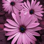 Beautiful flowers on violet ikona