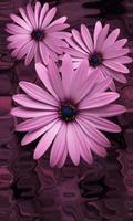 Красивые цветы на фиолетовом постер