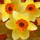 Beautiful flowers on yellow-icoon