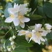 Beautiful jasmine flowers