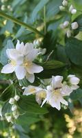 Beautiful jasmine flowers 海報