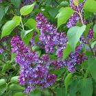 Beautiful lilac branch آئیکن