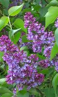 Beautiful lilac branch پوسٹر
