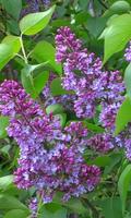 Beautiful lilac branch 截圖 1