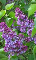 Beautiful lilac branch 스크린샷 2