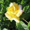 Beautiful morning rose