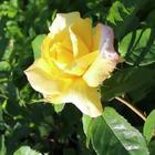 Beautiful morning rose আইকন