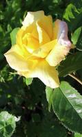 Beautiful morning rose স্ক্রিনশট 1