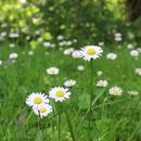 APK Beautiful meadow of daisies