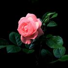 Beautiful night rose آئیکن