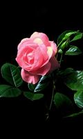 Beautiful night rose Affiche