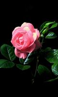 Beautiful night rose اسکرین شاٹ 2