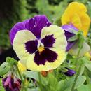 Beautiful pansies APK
