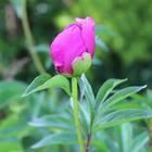 Beautiful peony in the green icono