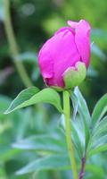 Beautiful peony in the green Affiche