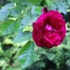 Beautiful rose in the green アイコン