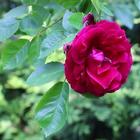 Beautiful rose in the green ikona