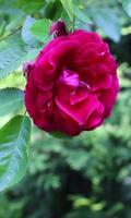 Beautiful rose in the green Affiche