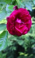 برنامه‌نما Beautiful rose in the green عکس از صفحه