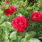 Beautiful roses branch アイコン