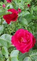 Beautiful roses branch Plakat