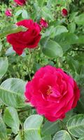 Beautiful roses branch اسکرین شاٹ 1