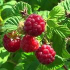 Beautiful berries of raspberry-icoon