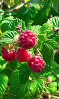 Beautiful berries of raspberry 海报