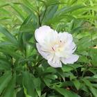 Beautiful white peony icône