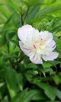 Beautiful white peony Affiche