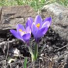 Beautiful violet crocus আইকন