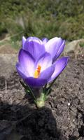 Beautiful violet crocus পোস্টার