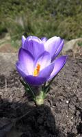 Beautiful violet crocus স্ক্রিনশট 1