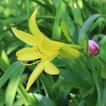 Beautiful yellow lily