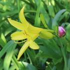 Beautiful yellow lily आइकन