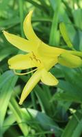Beautiful yellow lily Affiche