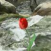 Belles tulipes et le ruisseau