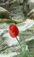 Belles tulipes et le ruisseau Affiche