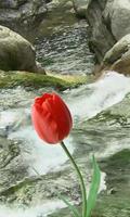 Beautiful tulip and brook ภาพหน้าจอ 2