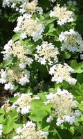 Blooming viburnum branch 스크린샷 1