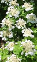 Blooming viburnum branch capture d'écran 2