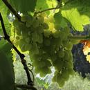Bunch of grapes and sun-APK