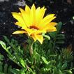 Gorgeous blooming gerbera