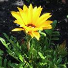 Gorgeous blooming gerbera icon