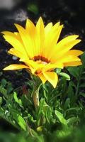 پوستر Gorgeous blooming gerbera