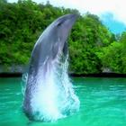 Graceful jump of dolphin icône