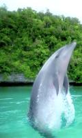 Graceful jump of dolphin Cartaz