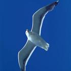 Gull on wing ícone