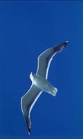 Gull on wing Cartaz